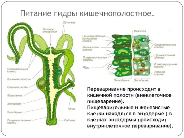 Питание гидры кишечнополостное. Переваривание происходит в кишечной полости (внеклеточное пищеварение).