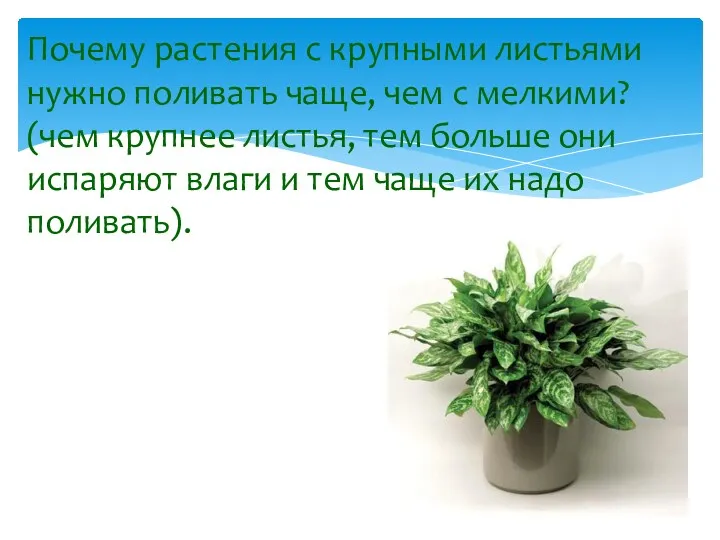 Почему растения с крупными листьями нужно поливать чаще, чем с