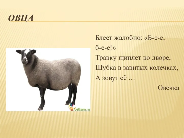 Овца Блеет жалобно: «Б-е-е, б-е-е!» Травку щиплет во дворе, Шубка