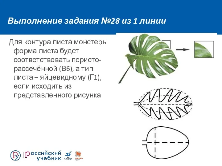 Выполнение задания №28 из 1 линии Для контура листа монстеры форма листа будет