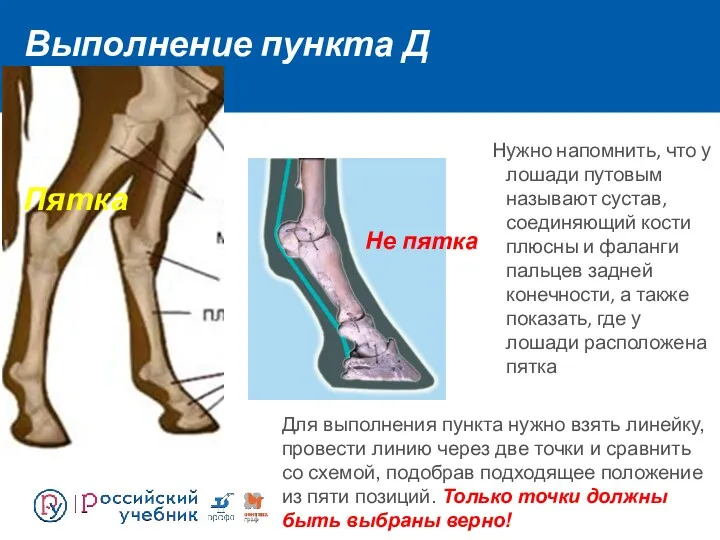 Выполнение пункта Д Нужно напомнить, что у лошади путовым называют сустав, соединяющий кости
