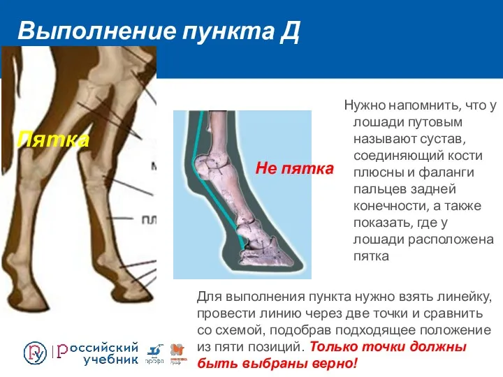 Выполнение пункта Д Нужно напомнить, что у лошади путовым называют