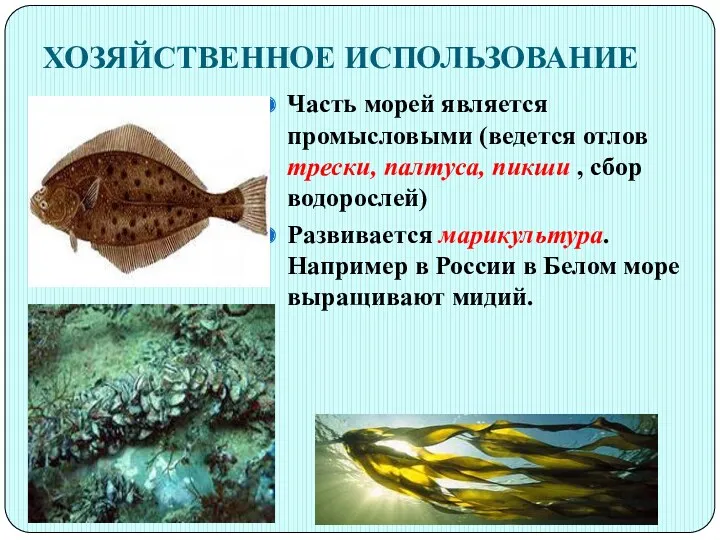 ХОЗЯЙСТВЕННОЕ ИСПОЛЬЗОВАНИЕ Часть морей является промысловыми (ведется отлов трески, палтуса,