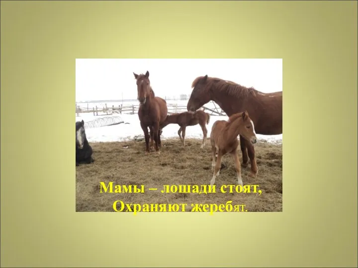 Мамы – лошади стоят, Охраняют жеребят.