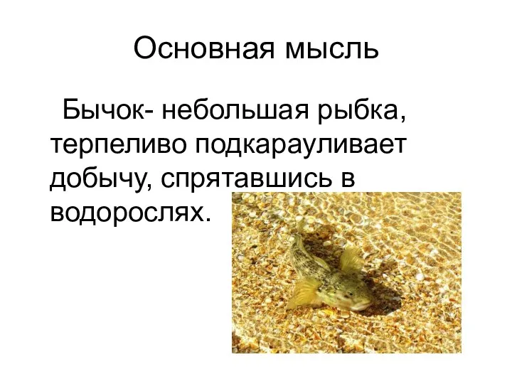 Основная мысль Бычок- небольшая рыбка, терпеливо подкарауливает добычу, спрятавшись в водорослях.
