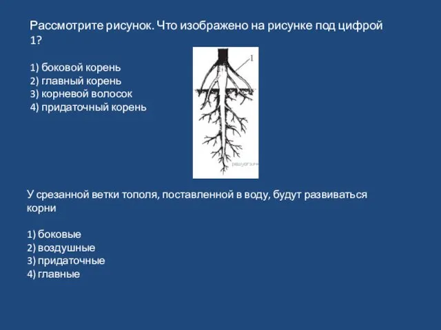 Рассмотрите рисунок. Что изображено на рисунке под цифрой 1? 1)