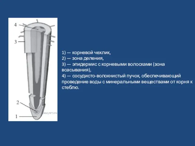 1) — корневой чехлик, 2) — зона деления, 3) —