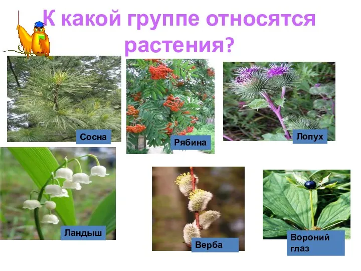 К какой группе относятся растения?