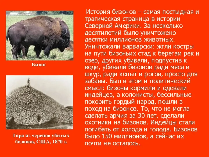 История бизонов – самая постыдная и трагическая страница в истории