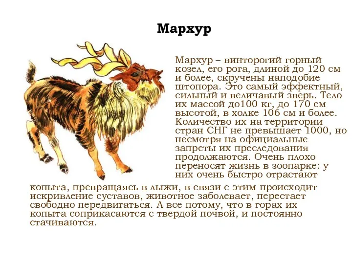 Мархур Мархур – винторогий горный козел, его рога, длиной до 120 см и