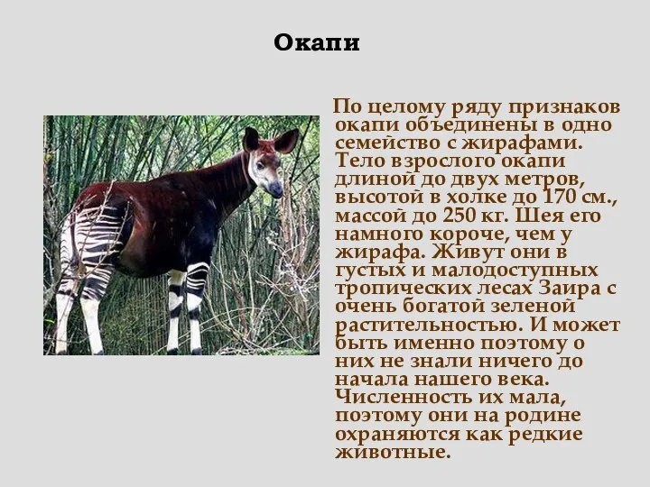 По целому ряду признаков окапи объединены в одно семейство с