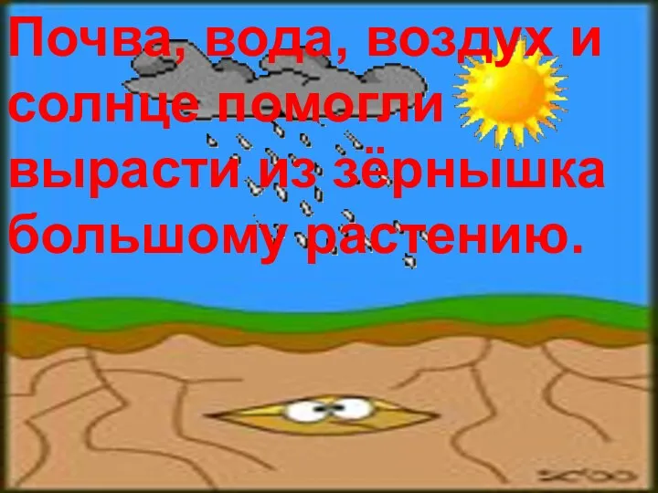 Почва, вода, воздух и солнце помогли вырасти из зёрнышка большому растению.