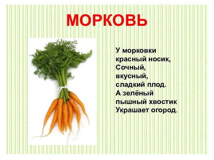 Морковь У морковки красный носик, Сочный, вкусный, сладкий плод. А зелёный пышный хвостик Украшает огород. МОРКОВЬ