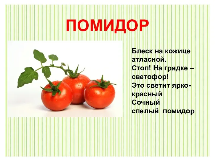 Блеск на кожице атласной. Стоп! На грядке – светофор! Это светит ярко-красный Сочный спелый помидор ПОМИДОР