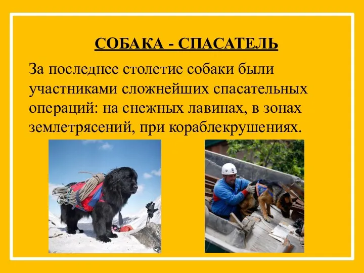 СОБАКА - СПАСАТЕЛЬ За последнее столетие собаки были участниками сложнейших спасательных операций: на
