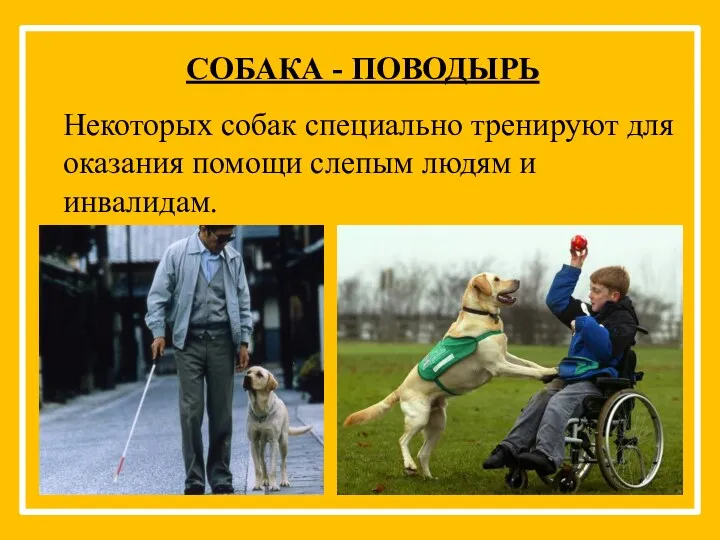 СОБАКА - ПОВОДЫРЬ Некоторых собак специально тренируют для оказания помощи слепым людям и инвалидам.