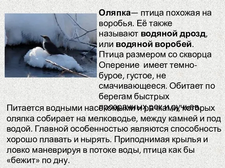 Оляпка— птица похожая на воробья. Её также называют водяной дрозд,