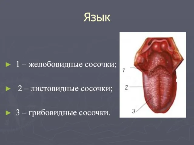 Язык 1 – желобовидные сосочки; 2 – листовидные сосочки; 3 – грибовидные сосочки.