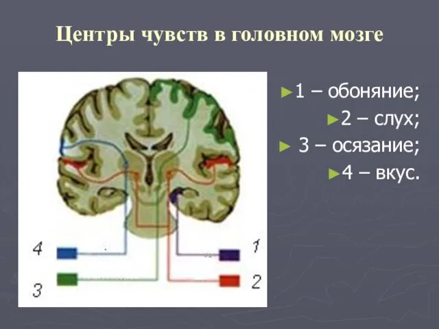 Центры чувств в головном мозге 1 – обоняние; 2 –