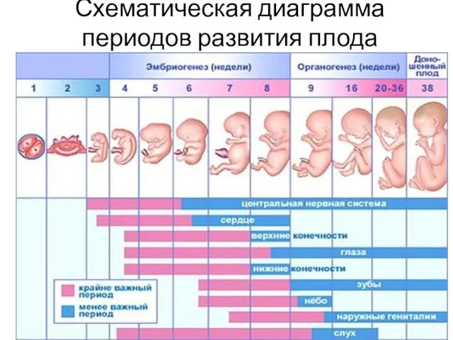 Схематическая диаграмма периодов развития плода