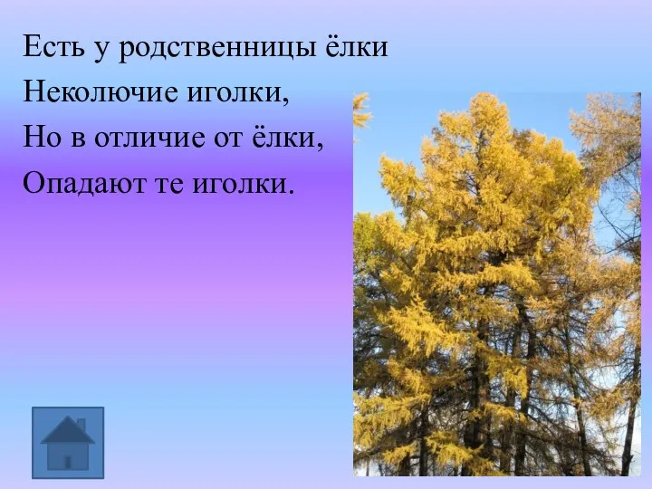 Есть у родственницы ёлки Неколючие иголки, Но в отличие от ёлки, Опадают те иголки.