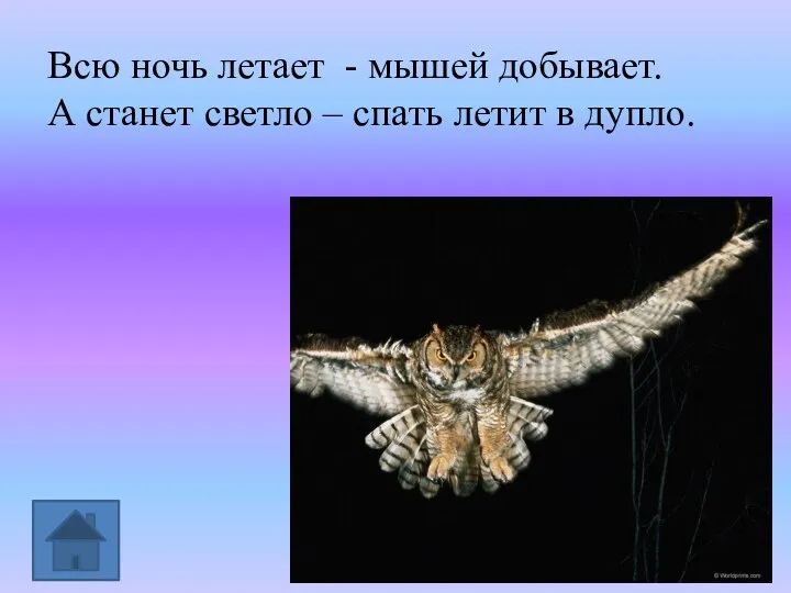 Всю ночь летает - мышей добывает. А станет светло – спать летит в дупло.