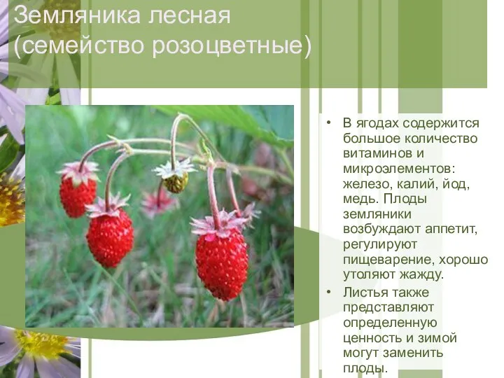 Земляника лесная (семейство розоцветные) В ягодах содержится большое количество витаминов и микроэлементов: железо,
