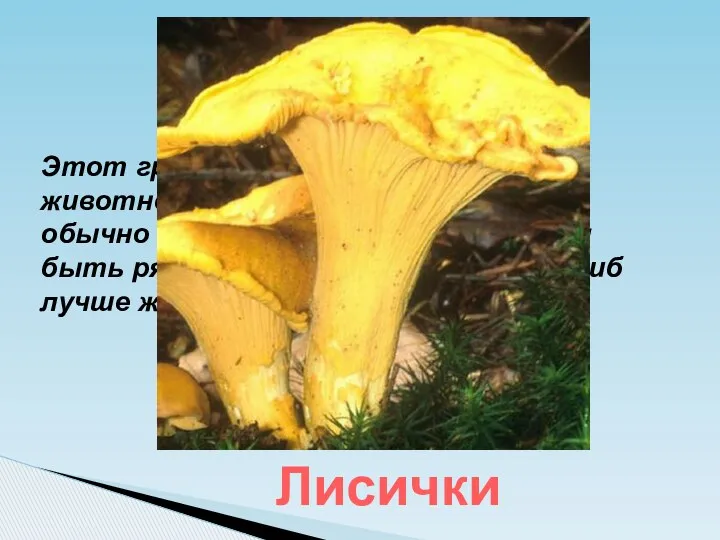 Этот гриб названием похож на животное; обычно не растёт один,