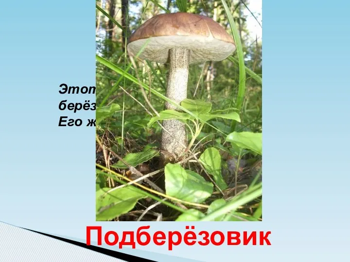 Этот гриб очень дружен с берёзой. Его жарят, сушат и варят. Подберёзовик