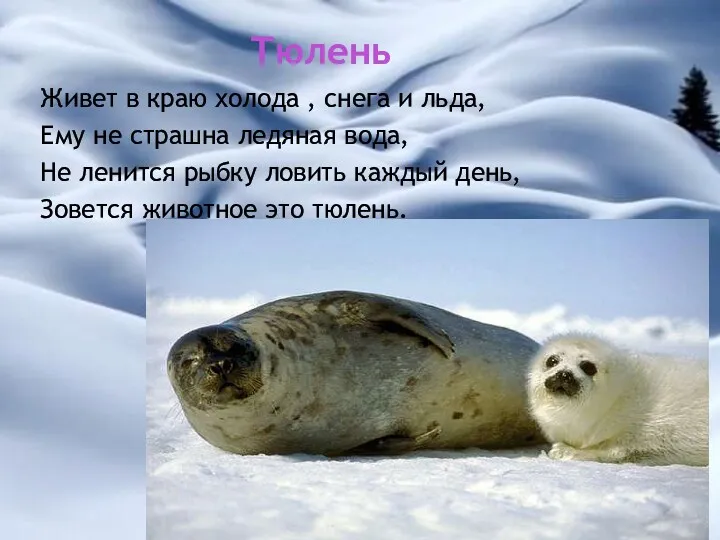 Тюлень Живет в краю холода , снега и льда, Ему