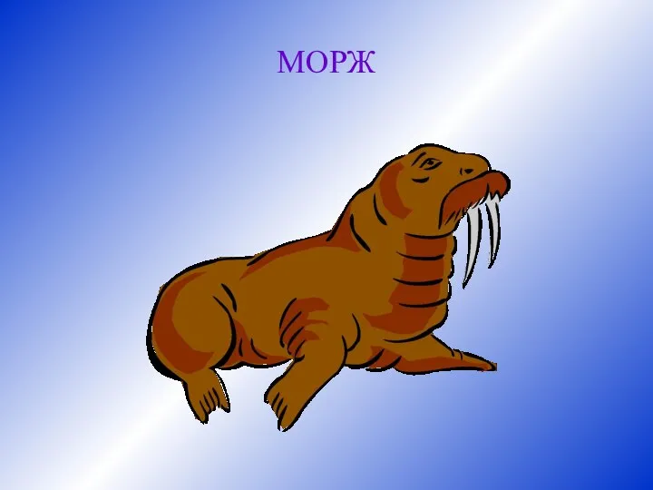 МОРЖ