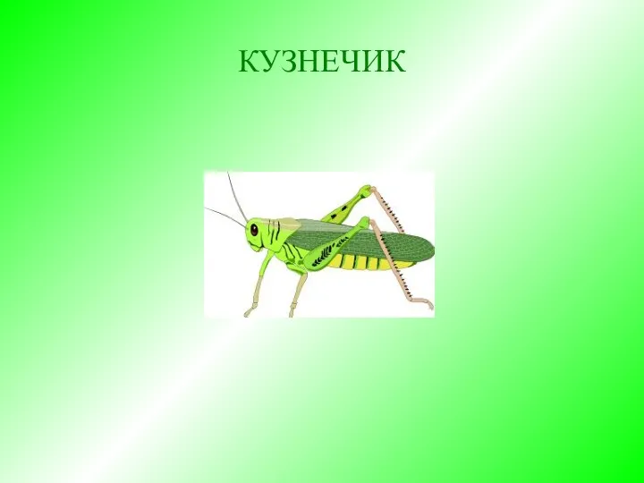 КУЗНЕЧИК