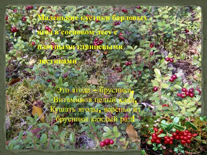 Маленькие кустики бардовых ягод в сосновом лесу с плотными глянцевыми