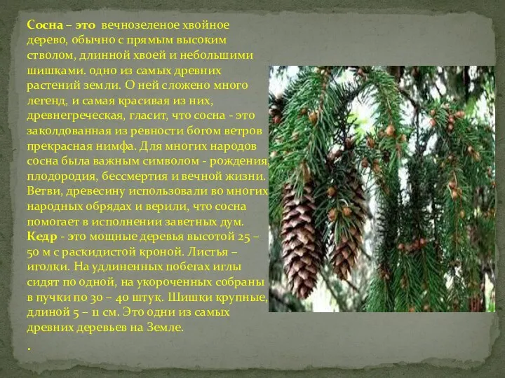 Сосна – это вечнозеленое хвойное дерево, обычно с прямым высоким