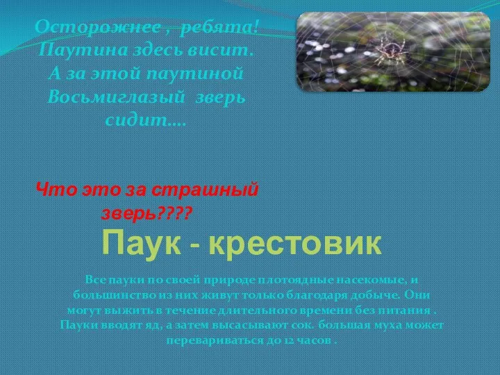 Паук - крестовик Все пауки по своей природе плотоядные насекомые,