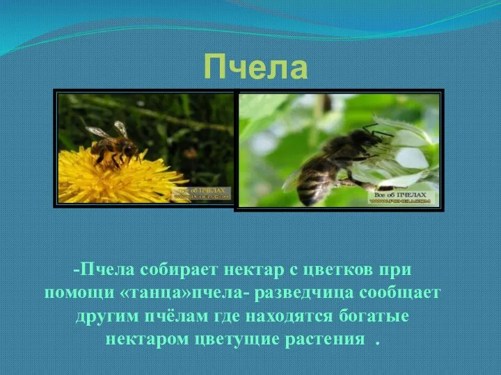 Пчела -Пчела собирает нектар с цветков при помощи «танца»пчела- разведчица