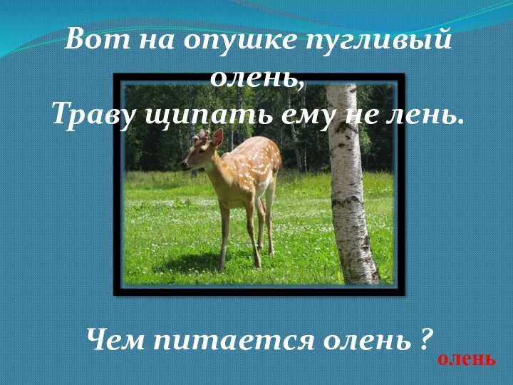 олень Вот на опушке пугливый олень, Траву щипать ему не лень. Чем питается олень ?