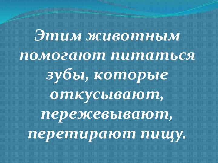 Этим животным помогают питаться зубы, которые откусывают, пережевывают, перетирают пищу.