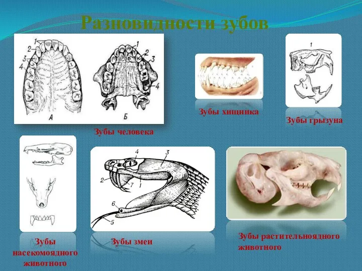 Разновидности зубов Зубы человека Зубы грызуна Зубы хищника Зубы растительноядного животного Зубы насекомоядного животного Зубы змеи