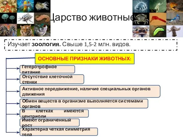 Царство животные Изучает зоология. Свыше 1,5-2 млн. видов. ОСНОВНЫЕ ПРИЗНАКИ