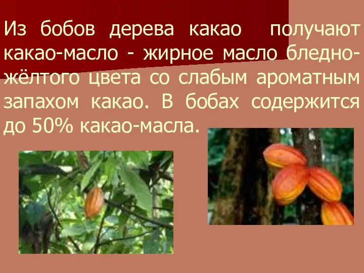 Из бобов дерева какао получают какао-масло - жирное масло бледно-жёлтого цвета со слабым