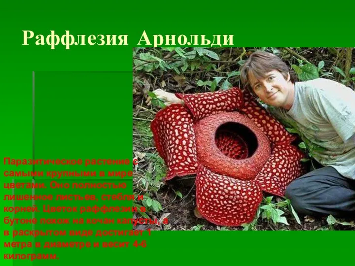 Раффлезия Арнольди Паразитическое растение с самыми крупными в мире цветами.