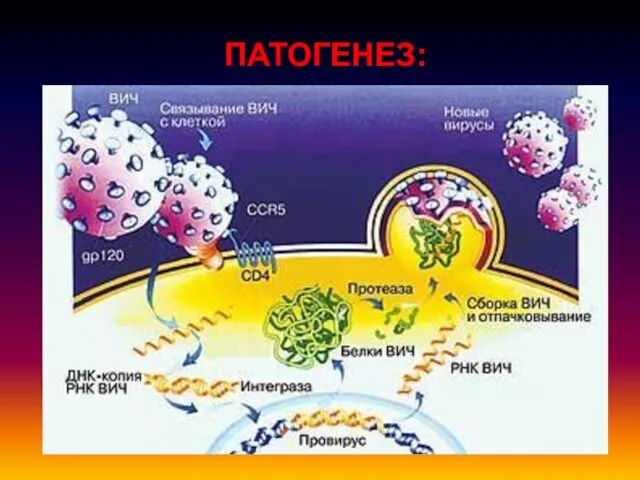 ПАТОГЕНЕЗ: