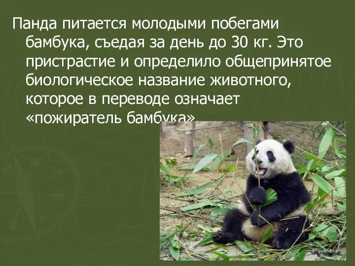 Панда питается молодыми побегами бамбука, съедая за день до 30