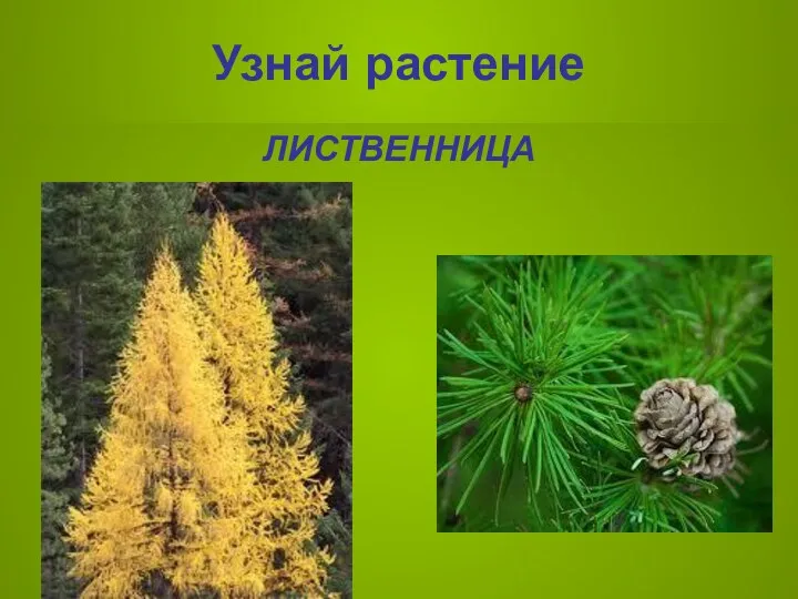 Узнай растение ЛИСТВЕННИЦА