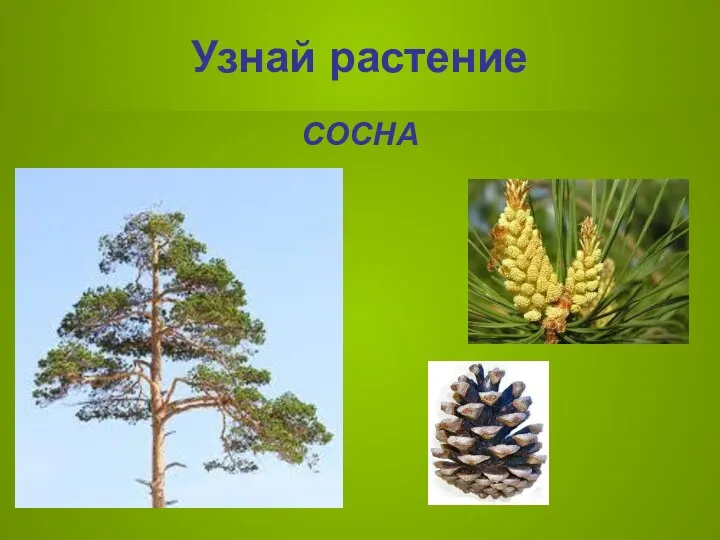 Узнай растение СОСНА