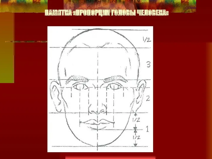 ПАМЯТКА «ПРОПОРЦИИ ГОЛОВЫ ЧЕЛОВЕКА»