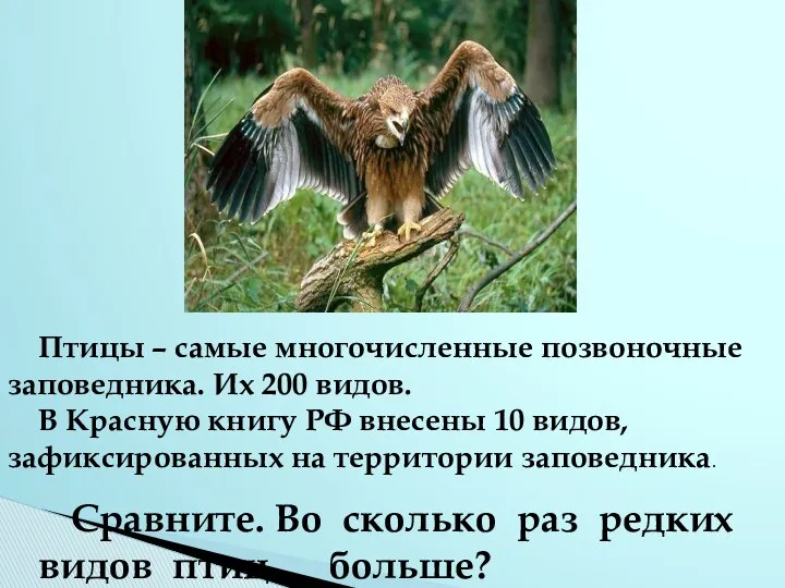 Птицы – самые многочисленные позвоночные заповедника. Их 200 видов. В