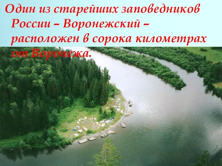 Один из старейших заповедников России – Воронежский – расположен в сорока километрах от Воронежа.