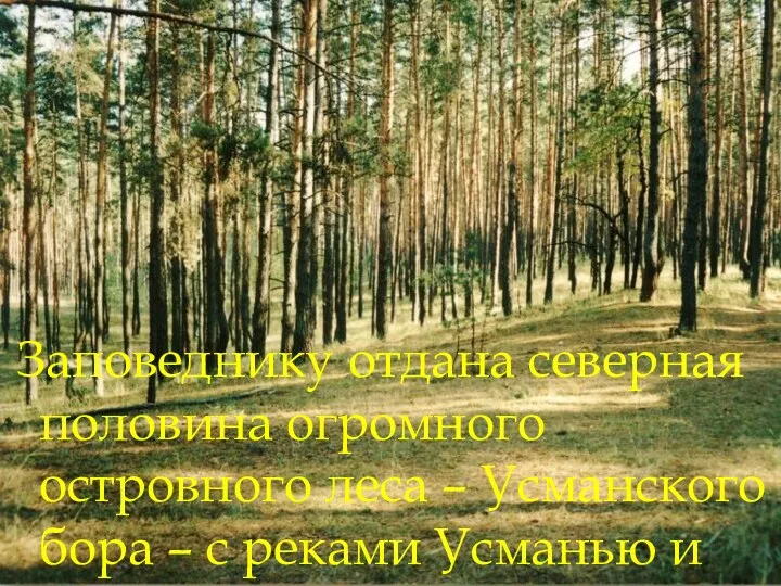 Заповеднику отдана северная половина огромного островного леса – Усманского бора – с реками Усманью и Ивницей.